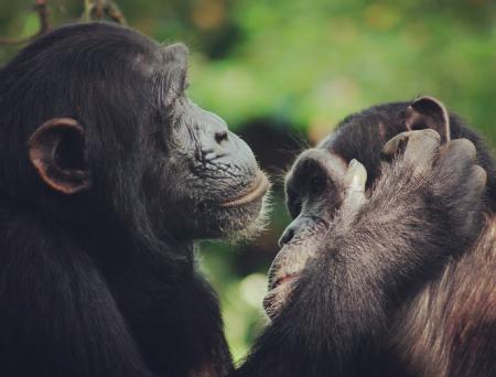 Two Chimpanzees grooming each other. Credit: Catherine Hobaiter