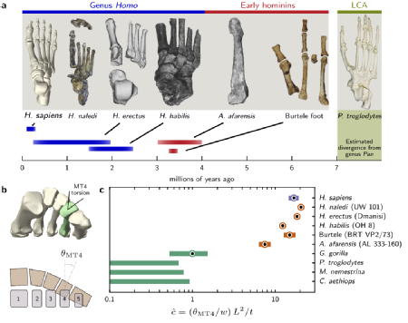 Figure from the paper demonstrating the evolution of feet from monkeys to early hominins. Credit: Nature