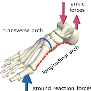 Schematic of the foot skeleton showing the arches and typical loading pattern during locomotion.