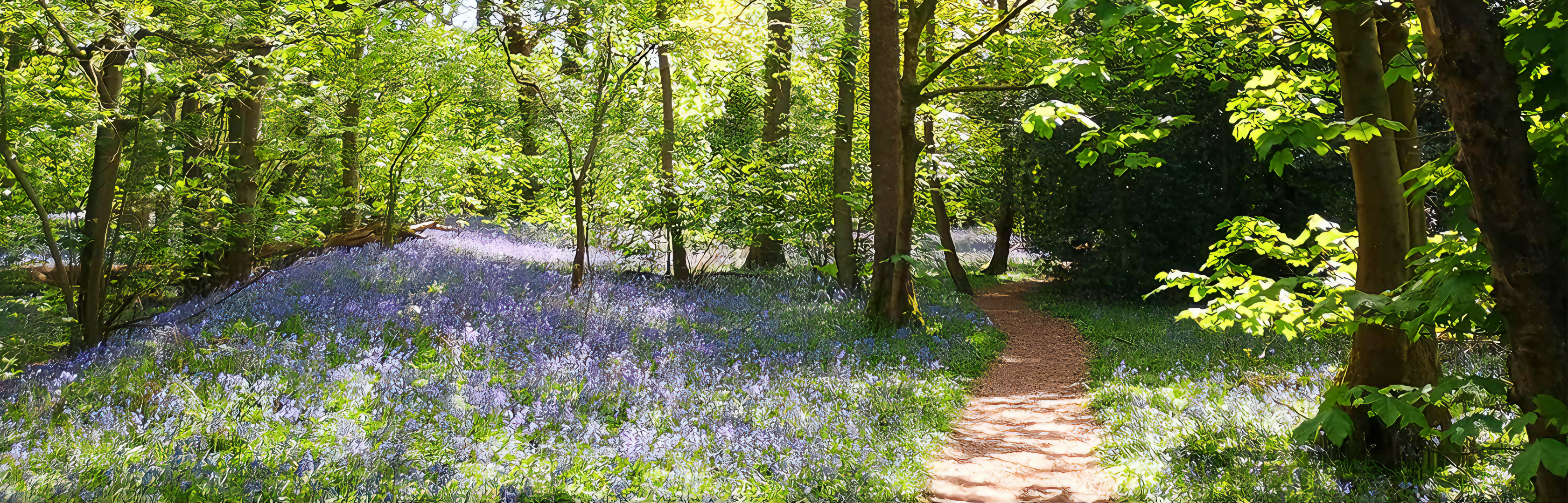 Bluebells along a woodland path