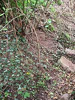 Medieval ditch beside Hollow Way
