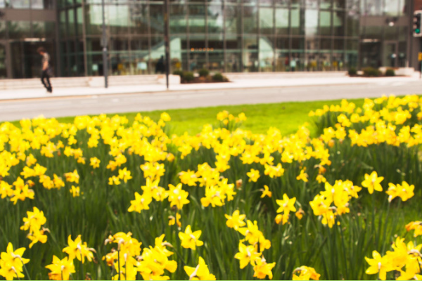 Daffodils in bloom outside the Oculus on central campus