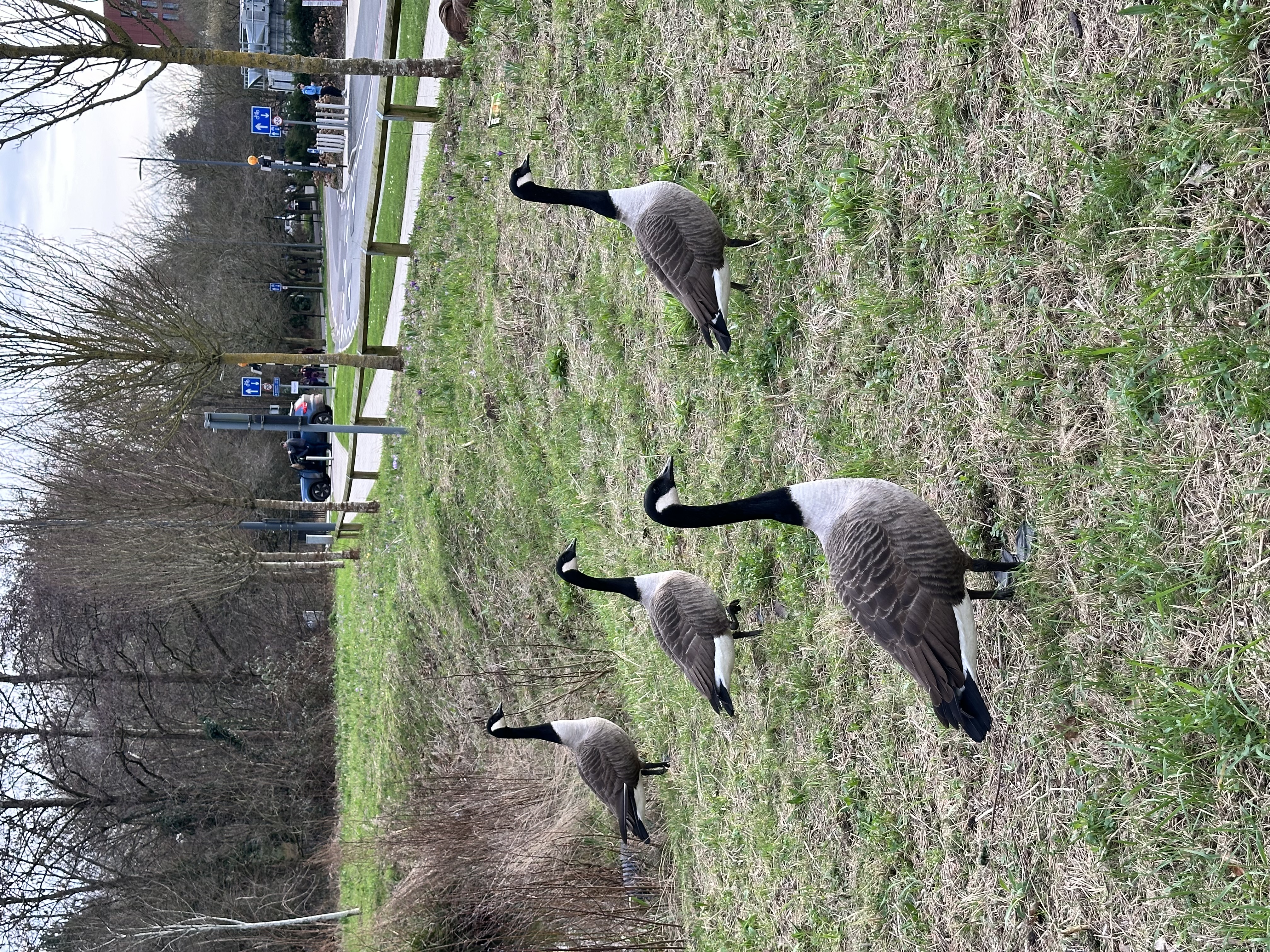 Geese on campus