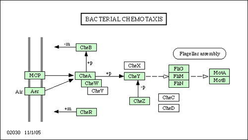 Figure 8: Pathway for bacterial chemotaxis in E. Coli taken from the KEGG database (Kanehisa & Goto 2000) (KEGG Retrieved December 2008).