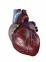 cardiology.jpg