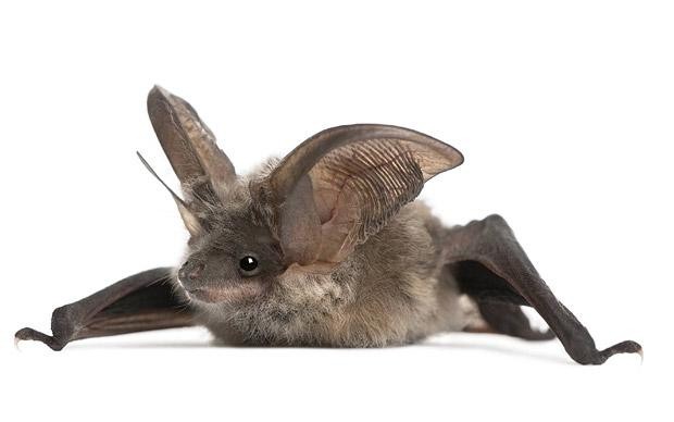 Bat