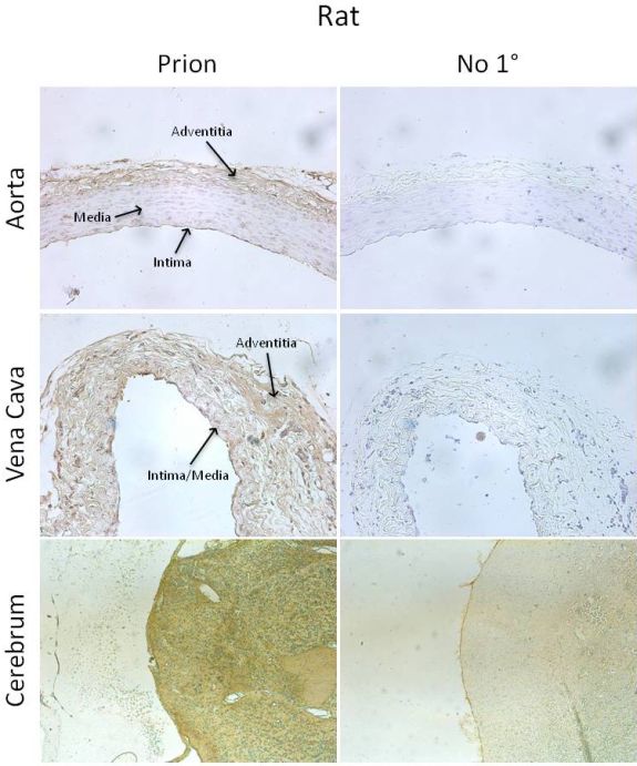 Figure 1: Immunohistochemical detection of PrPC in rat aorta and vena cava, using an anti-PrP antibody.