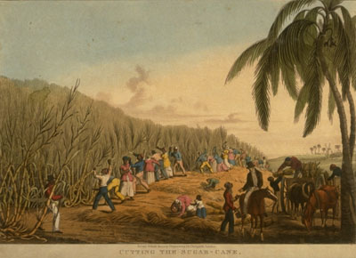 Antiguan plantation
