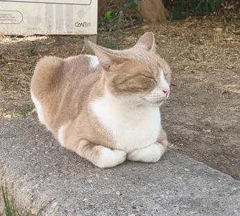 Cat on the slope of the acropolis