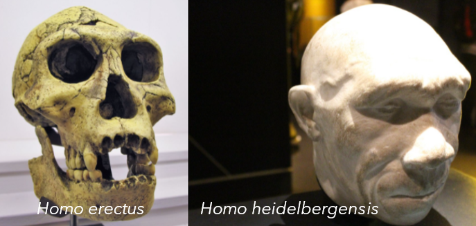 Homo erectus and Homo heidelbergensis