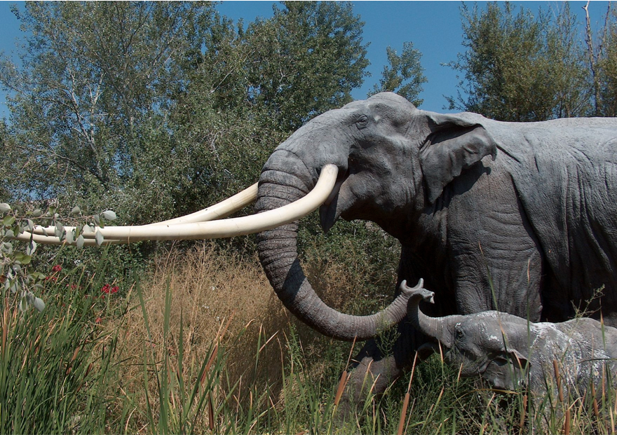 The Straight-Tusked Elephant 