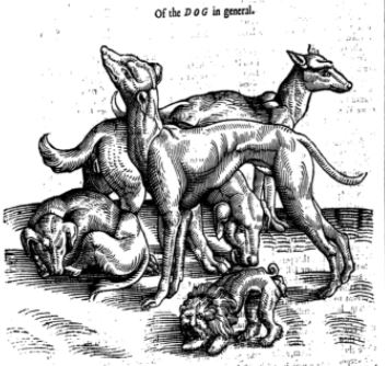 Woodcut of several different types of dogs