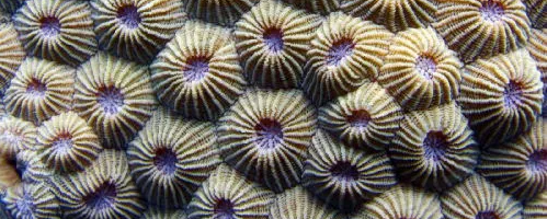 coral