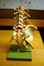 Model of the lower spinal column found at Coventry and Warwickshire Hospital (photographed by Peter Chapman)