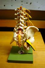 Model of the lower spinal column found at Coventry and Warwickshire Hospital (photographed by Peter Chapman)