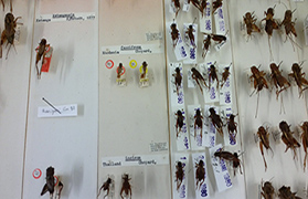 Specimens of locust at the Natural History Museum