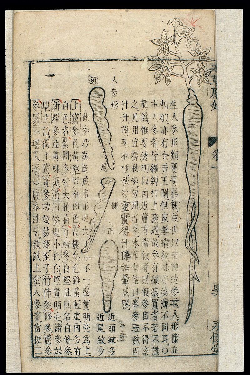 Wellcome images: Ginseng