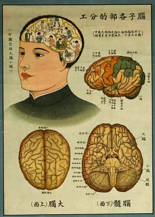 chinese-brain-chart.jpg