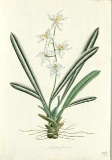 Odontoglossum Crispum