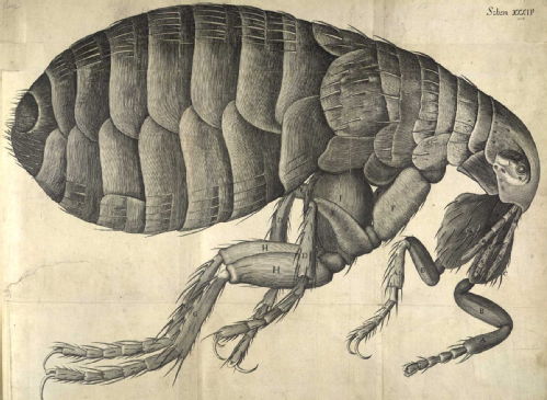 Hooke flea
