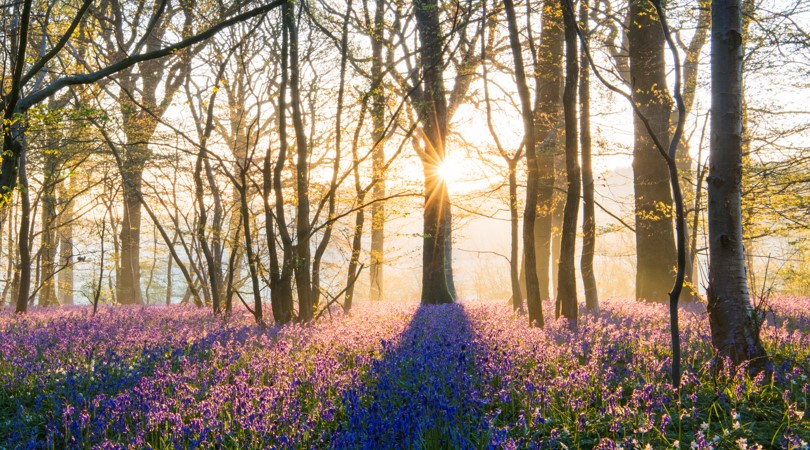 bluebells