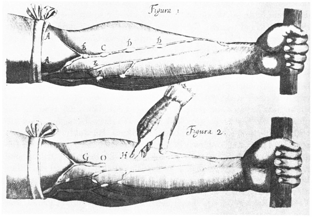 Veins illustration by William Harvey
