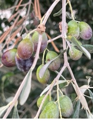 Olives at parison