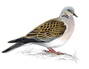 Turtle Dove