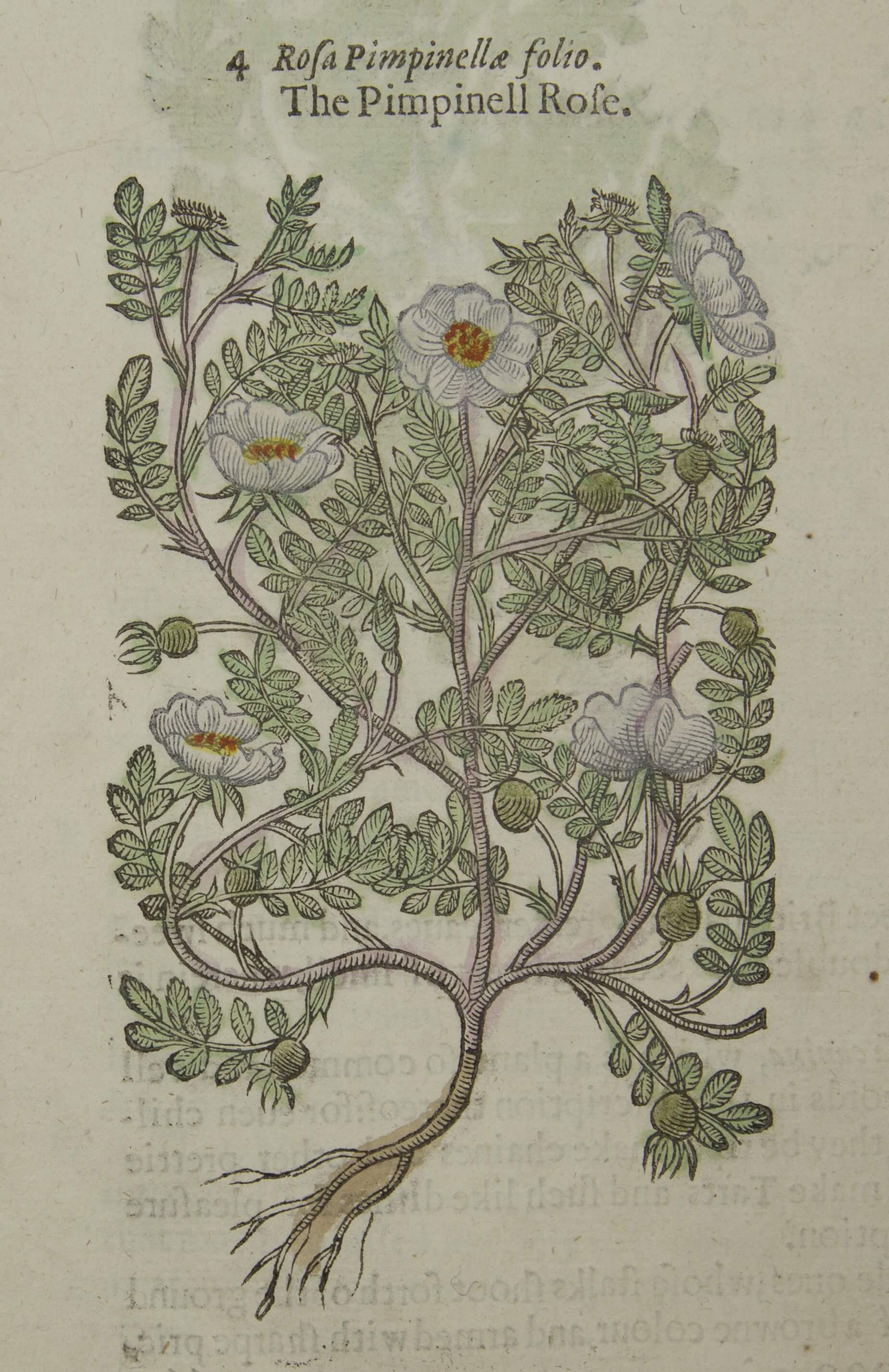 rose with small white flowers