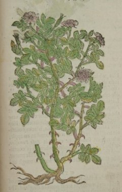 picture of an eglantine rose
