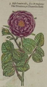 damask rose