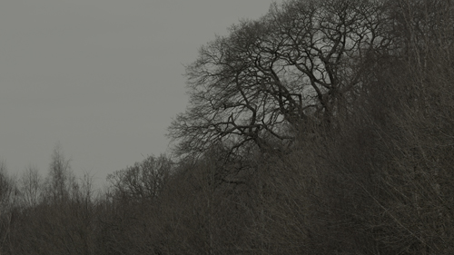 Leafless wintery trees silhouetted against a dark, grey sky