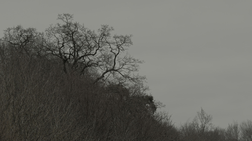 Leafless winter trees silhouetted against a dark grey sky