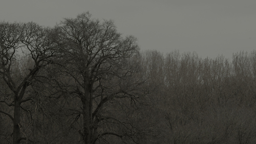 Leafless wintery trees silhouetted against a dark, grey sky