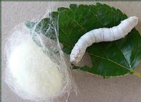 silkworm with silk
