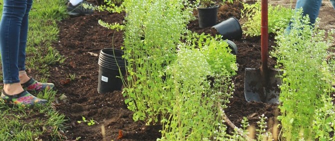 Planting Hedgerows