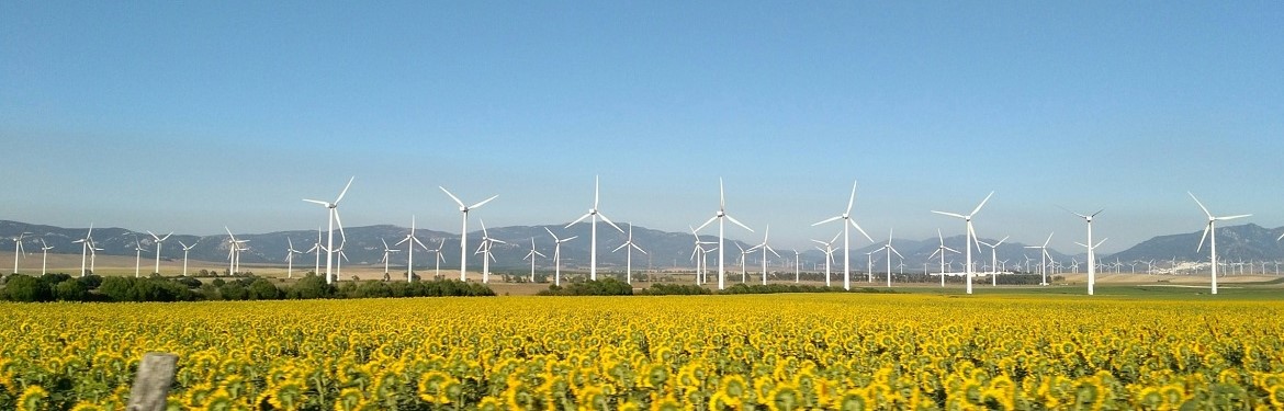 A skyline of windmills, contrasted with bright yellow sunflowers