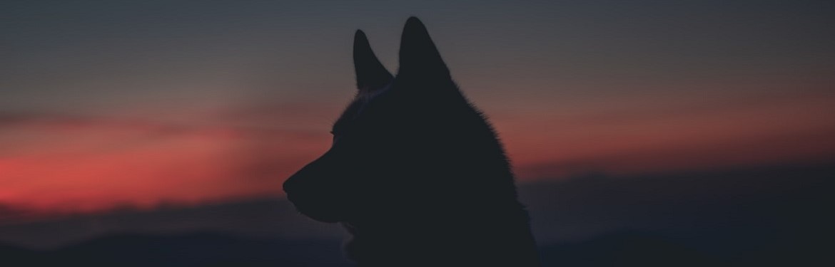 Silhouette of wolf 