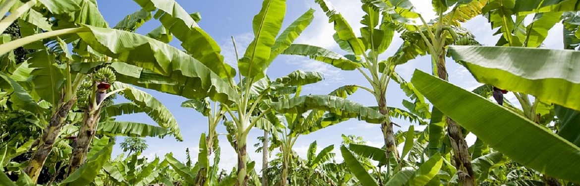 A banana plantation