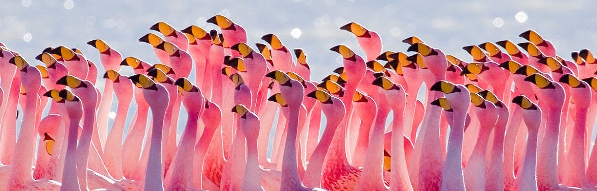 Mating Ritual: James's Flamingo Original caption: 