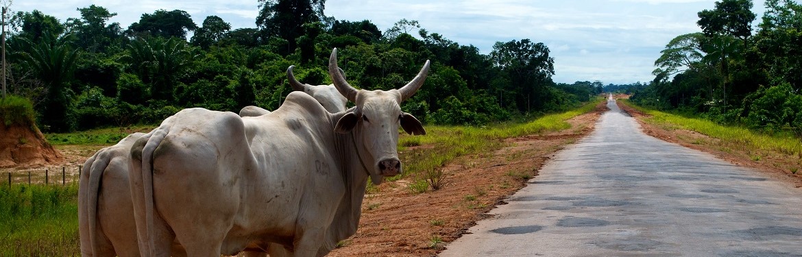 Cattle stood on a road in the Amazon Rainforest