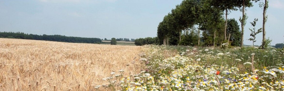 Syngenta and Arcadis: Enhancing Biodiversity in Agricultural Landscapes -  World Business Council for Sustainable Development (WBCSD)