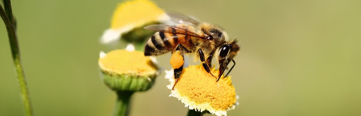 Honey bee with full pollen sacks on fleabane flower