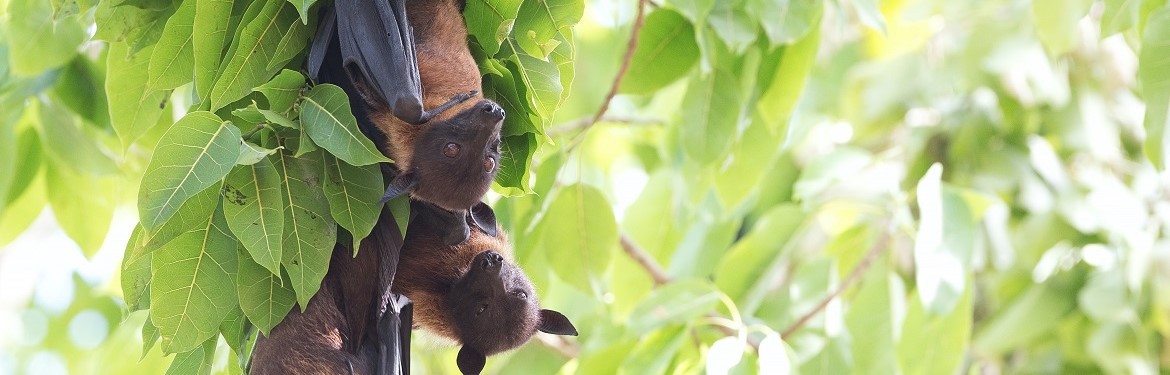 Brown bats hanging in a tree