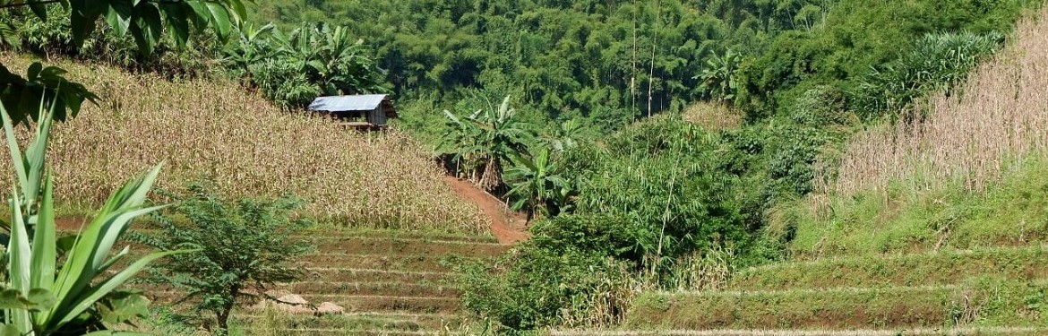 Image of rice field