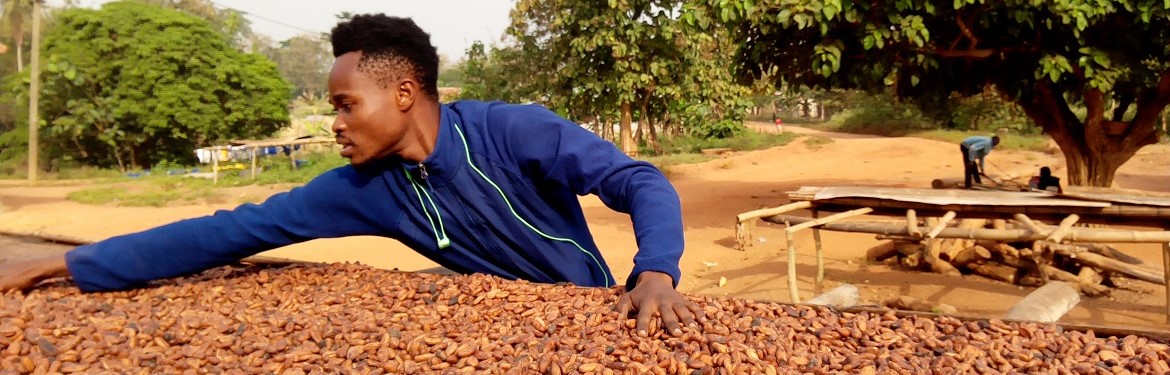Drying of the cocoa bean by a farmer at Nkyerepoaso in Juaben municipal of the Ashanti region of Ghana.