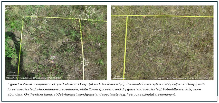 Figure 1 - Vince Balazs