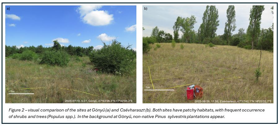 Figure 2 - Vince Balazs