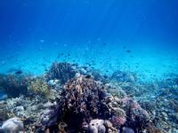 Coral reef image