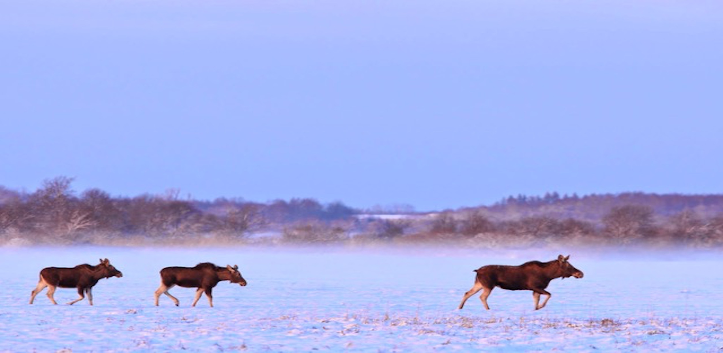 Picture from Matsalu National Park